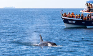 Why You Should Go On a Whale Watching Trip